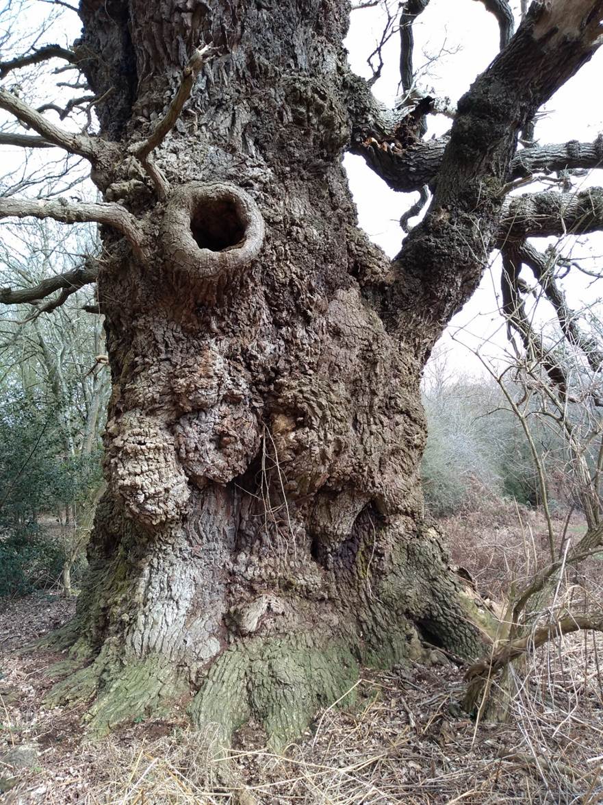 A large tree with a hole in it
AI-generated content may be incorrect.