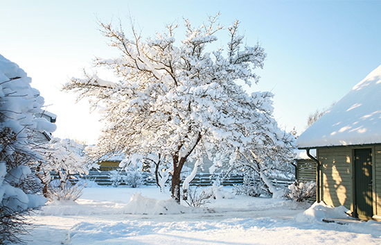 Winter Frost Damage to Plants | Tree Care Tips