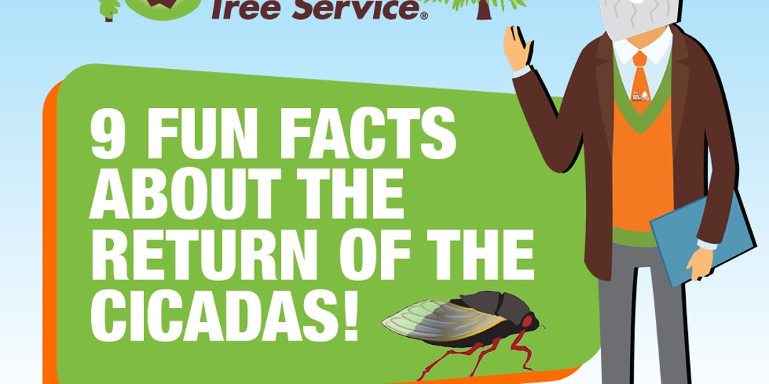 9 Fun Facts About Cicadas!