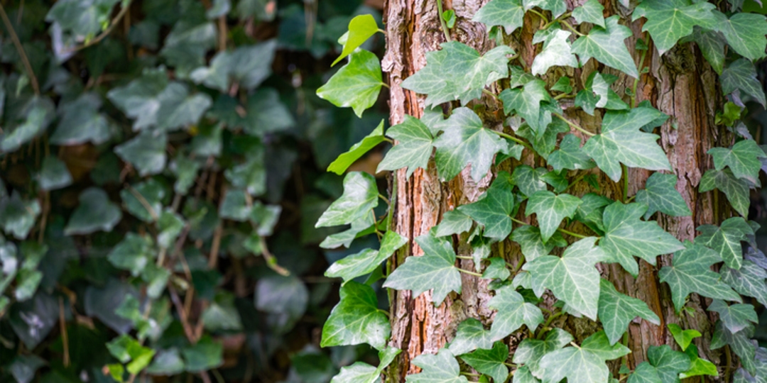 Creeper Plants: Types, benefits and care tips