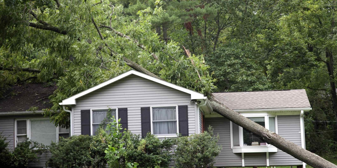 Learn Which Trees in Your Yard Need Tree Storm Preparation