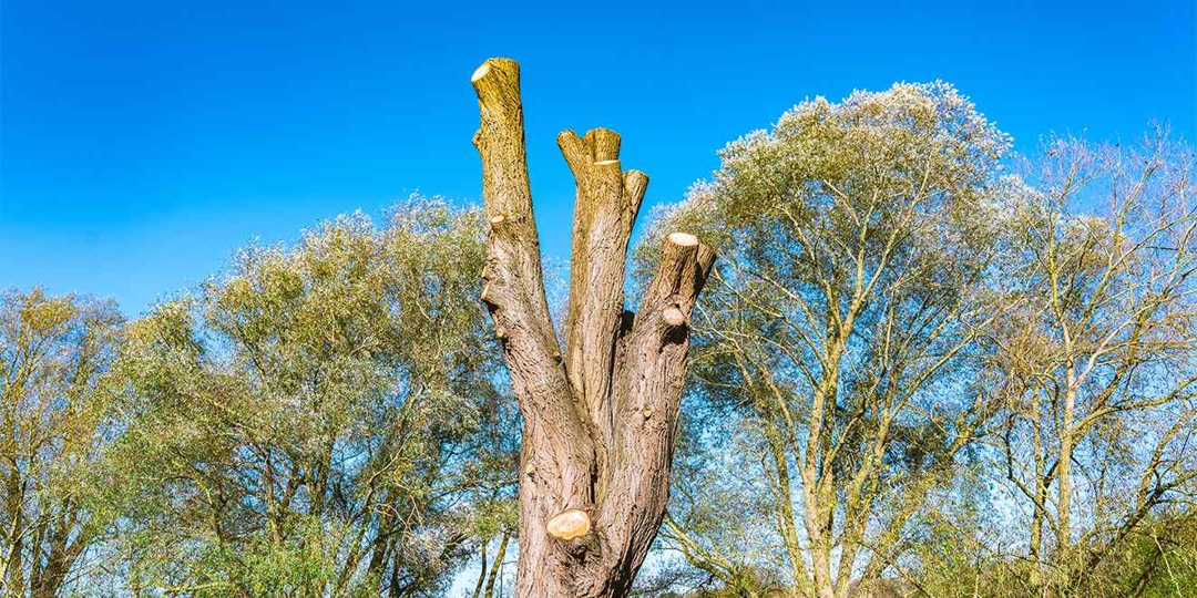 What Is Tree Topping and How Does It Hurt Trees