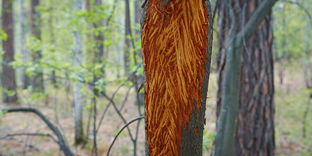 Deer Rubbing, Prevent Tree Damage