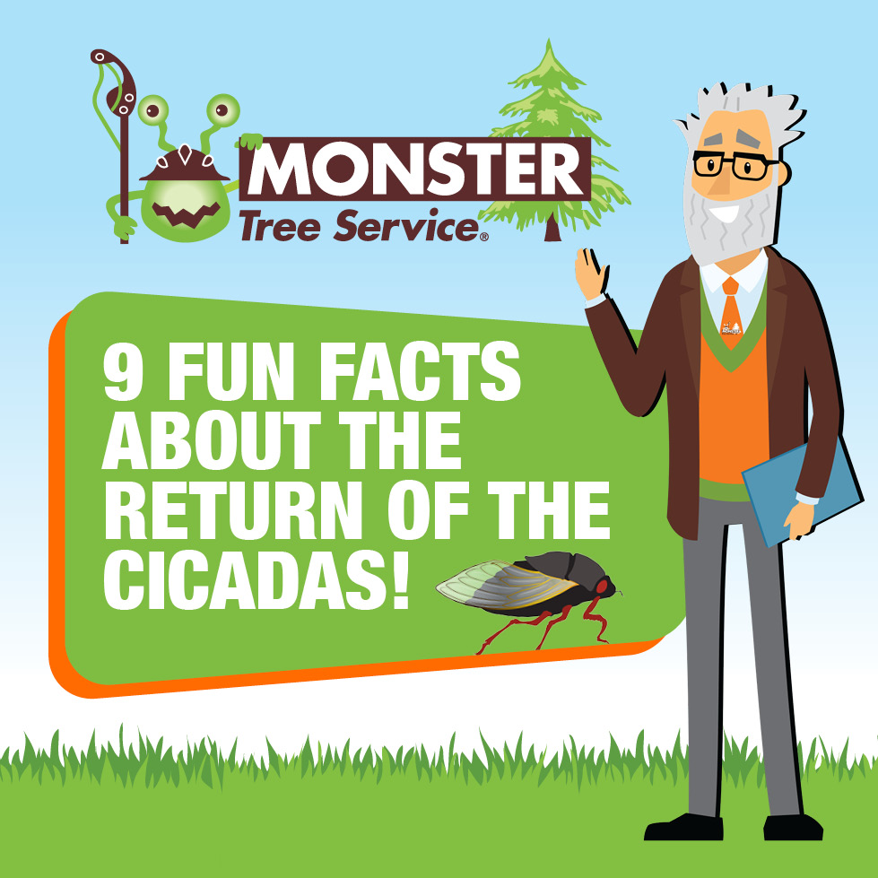 9 Fun Facts About Cicadas!