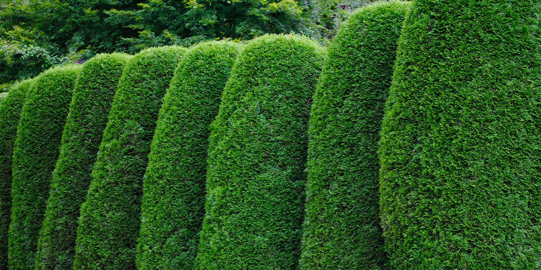 How to Choose Trees and Shrubs for Privacy