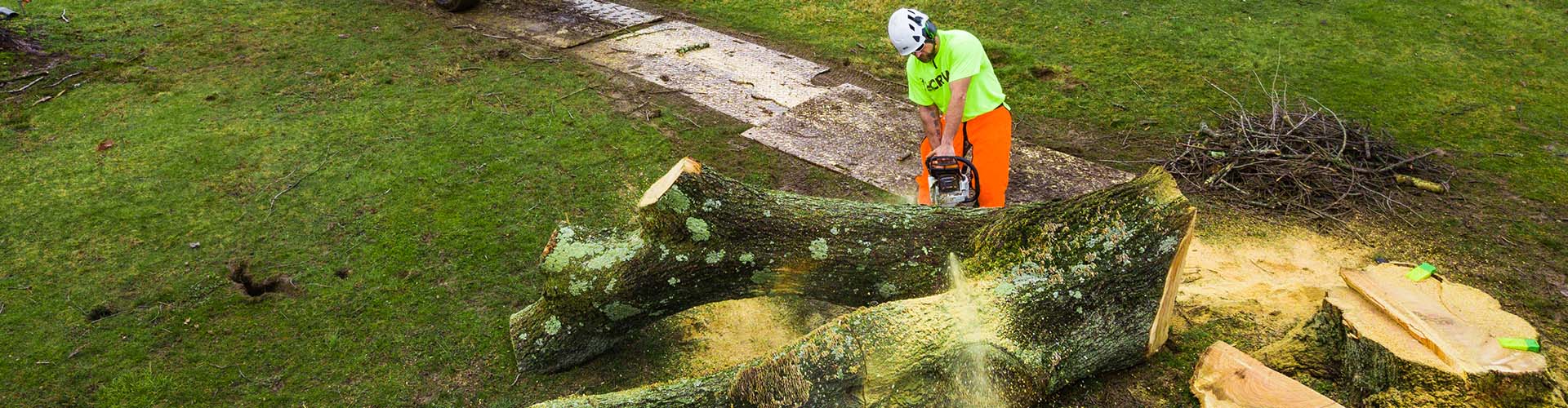 Tree being cut up