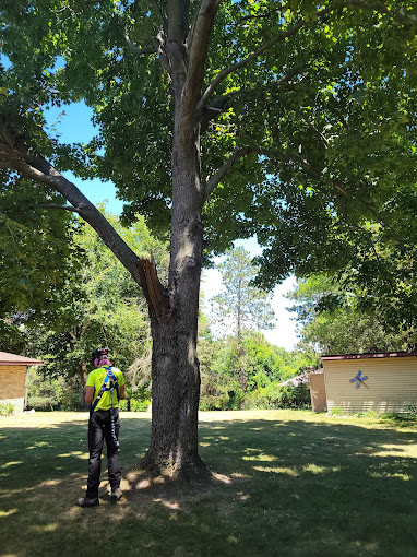 What are the signs of tree danger in Grand Rapids, MI?