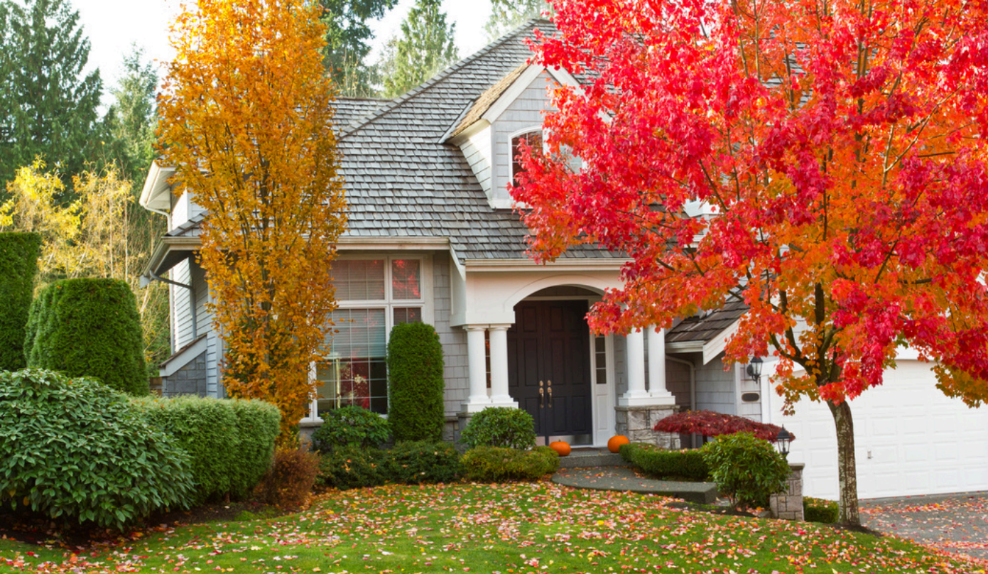 Fall trees in front of house