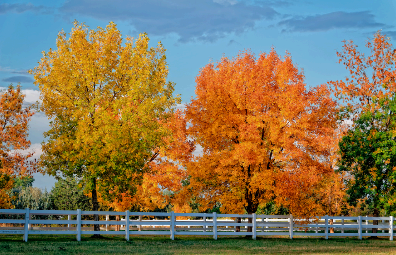 Fall trees and white fence